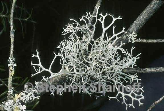 pseudevernia cladonia 3 graphic