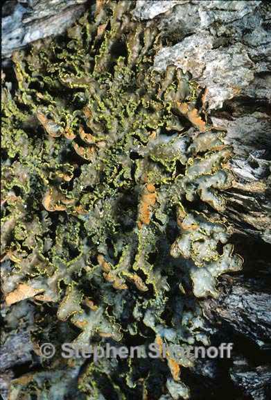 pseudocyphellaria hawaiiensis 2 graphic