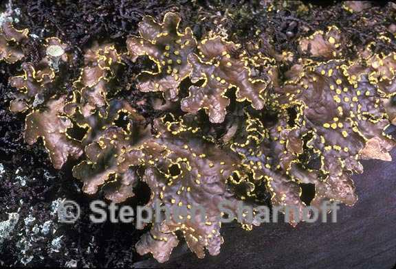 pseudocyphellaria hawaiiesis 3 graphic