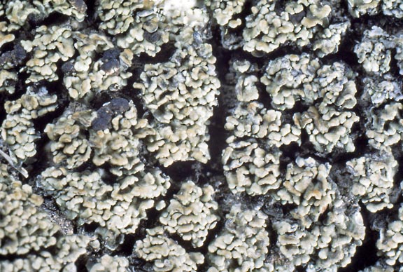psora pacifica 4 graphic