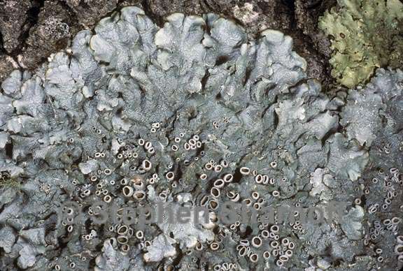 punctelia hypoleucites 1 graphic