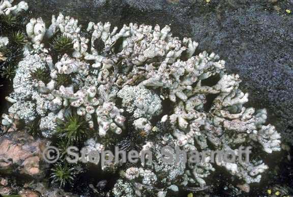 https://www.sharnoffphotos.com/lichensF/pycnothelia_papillaria.html