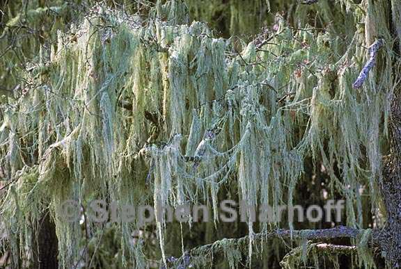 ramalina menziesii 20 graphic