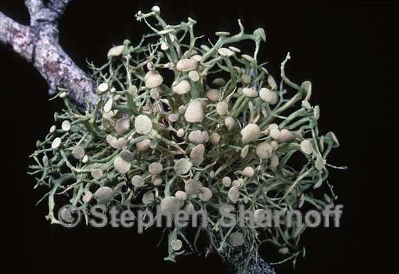 ramalina 5 graphic