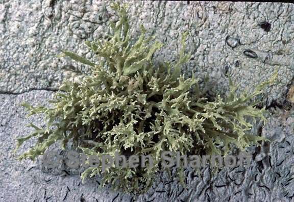 ramalina 1570.35 graphic