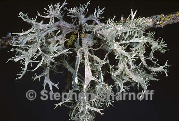 ramalina 1624.15 graphic