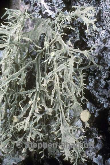 ramalina americana 1 graphic