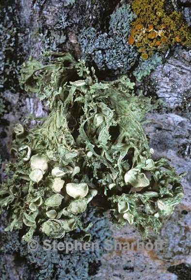 ramalina americana 3 graphic