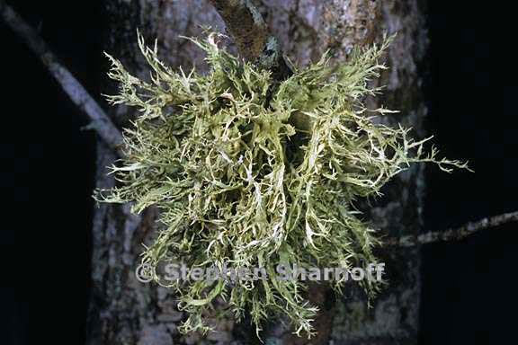 ramalina americana 4 graphic