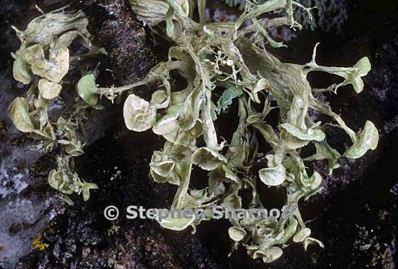 ramalina americana 6 graphic