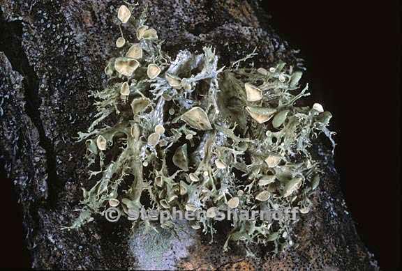 ramalina americana 7 graphic