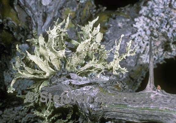 ramalina bajacalifornica graphic