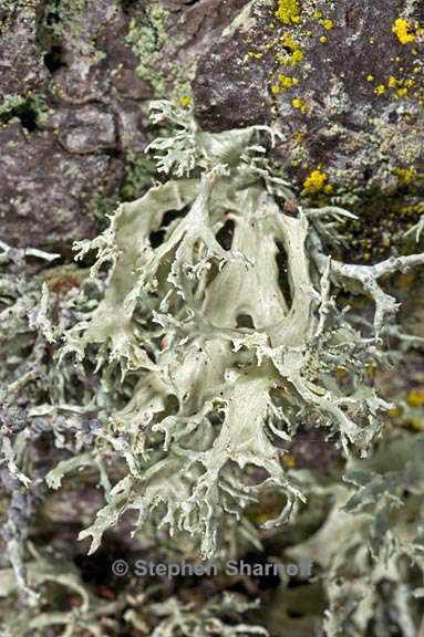 ramalina canariensis 3 graphic