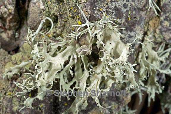 ramalina canariensis 4 graphic