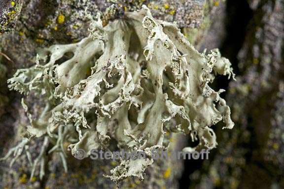 ramalina canariensis 5 graphic