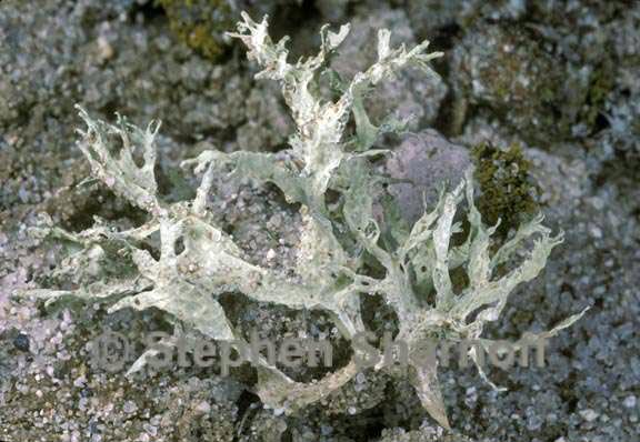 ramalina canariensis 7 graphic