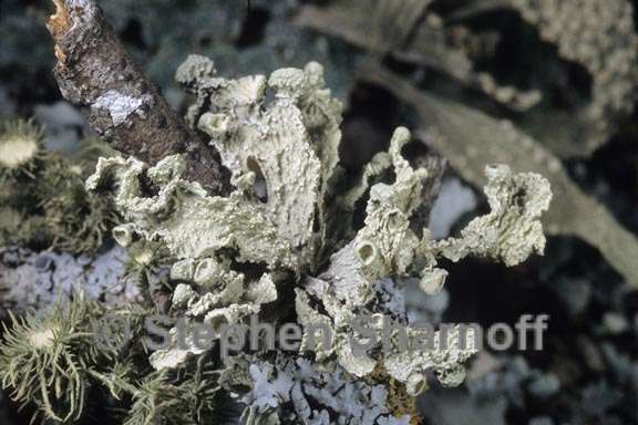 ramalina complanata 3 graphic