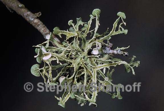 ramalina complanata 6 graphic