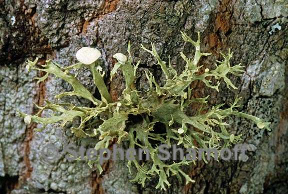 ramalina culbersonianum 1 graphic