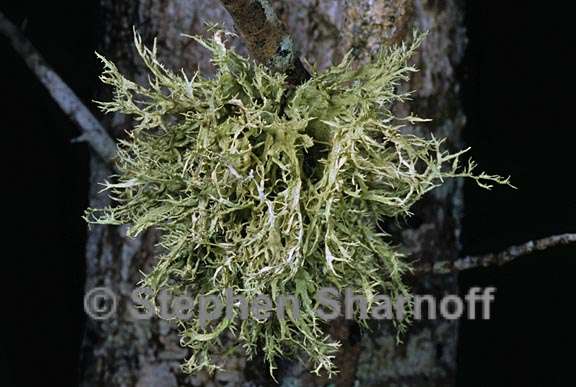 ramalina culbersonianum 2 graphic