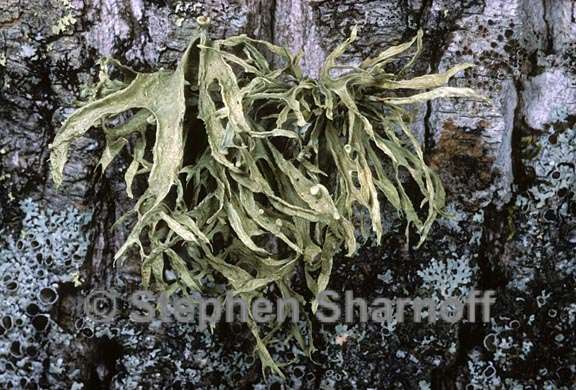 ramalina culbersonianum 3 graphic