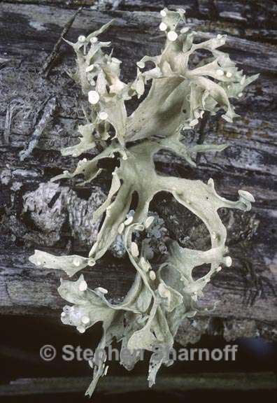 ramalina culbersonianum 4 graphic