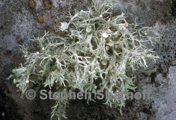 ramalina dilacerata possible 1 graphic