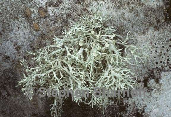 ramalina dilacerata possible 2 graphic