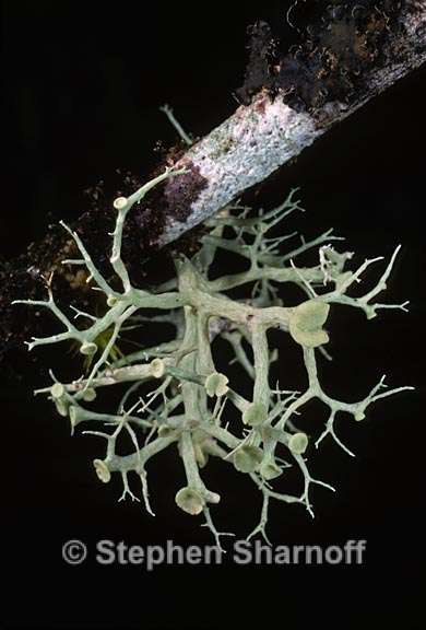 ramalina dilacerata poss 3 graphic