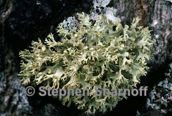 ramalina dilacerata possible 4 graphic