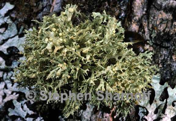 ramalina dilacerata possible 5 graphic