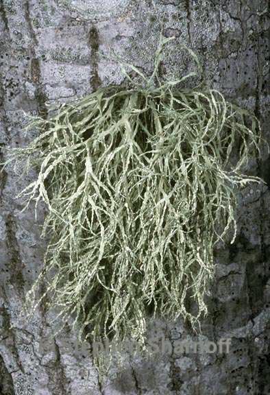 ramalina farinacea 1 graphic