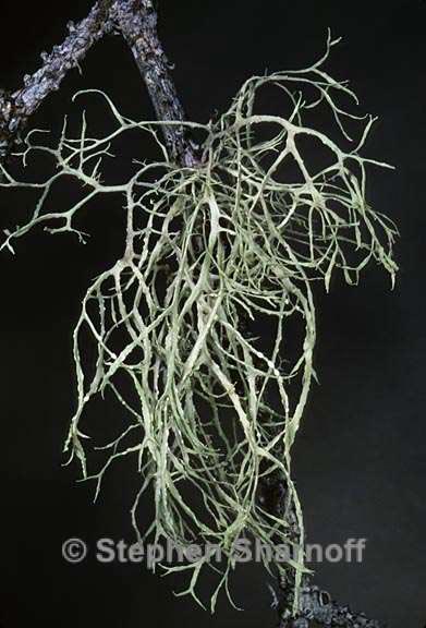 ramalina farinacea 11 graphic