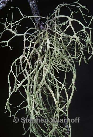 ramalina farinacea 12 graphic