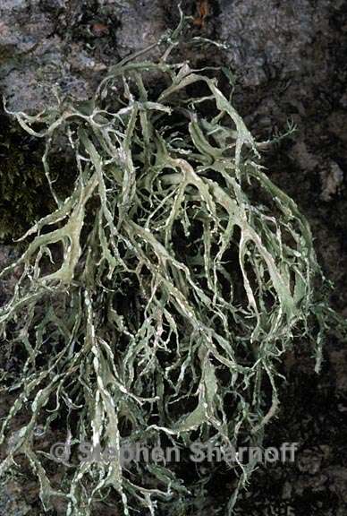 ramalina farinacea 13 graphic