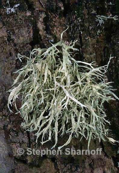 ramalina farinacea 14 graphic