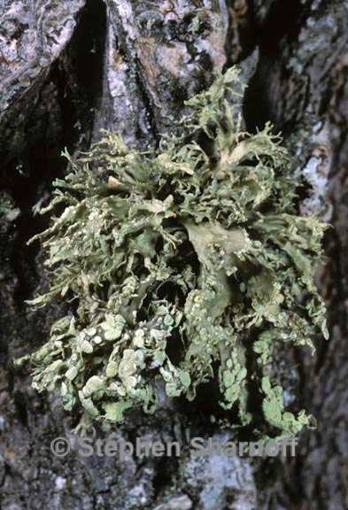 ramalina farinacea 15 graphic