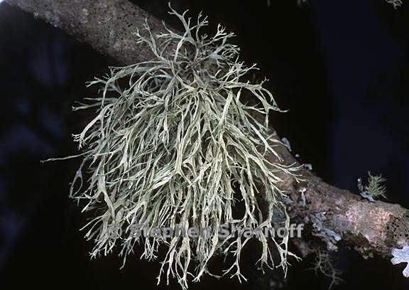 ramalina farinacea 16 graphic