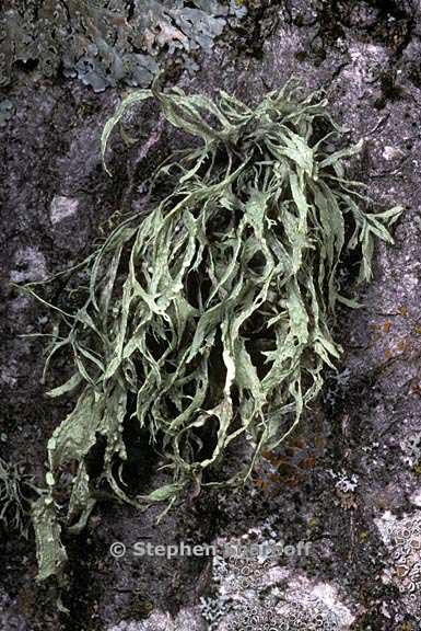 ramalina farinacea 17 graphic