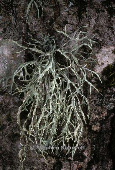 ramalina farinacea 18 graphic