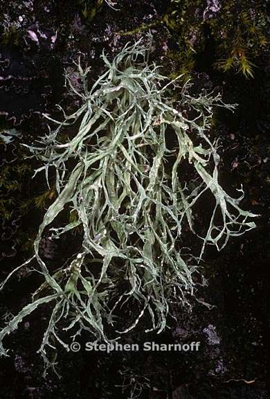 ramalina farinacea 19 graphic