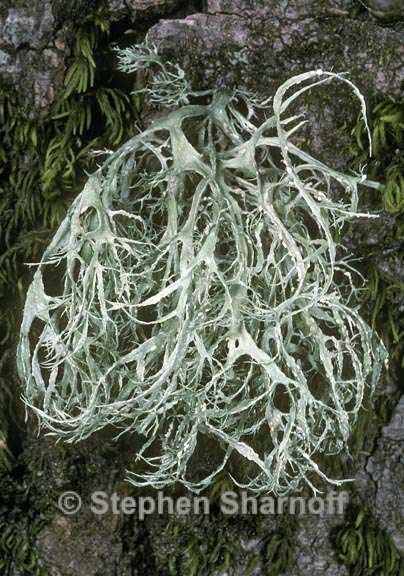 ramalina farinacea 2 graphic