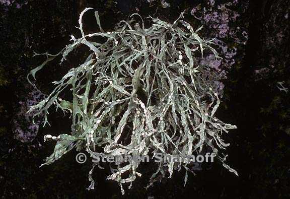 ramalina farinacea 20 graphic