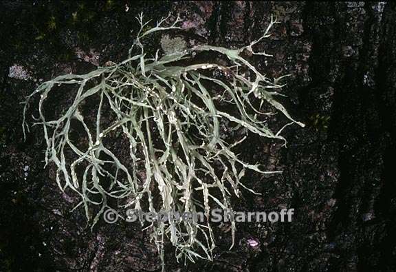 ramalina farinacea 21 graphic