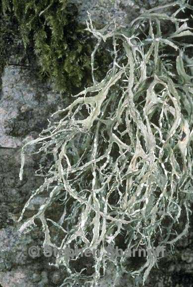 ramalina farinacea 3 graphic