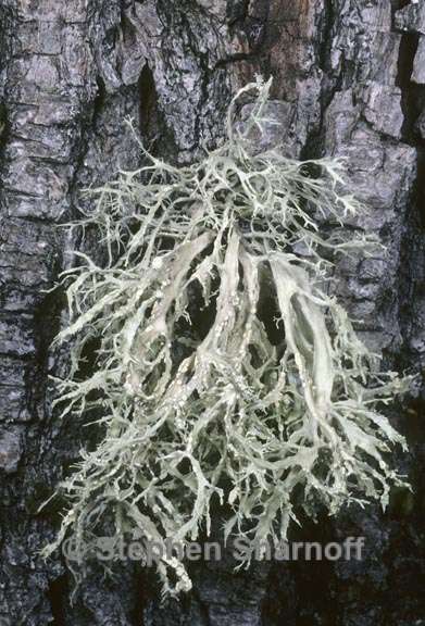 ramalina farinacea 4 graphic