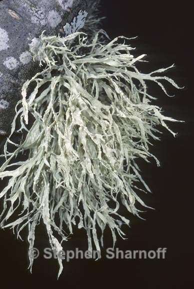 ramalina farinacea 5 graphic