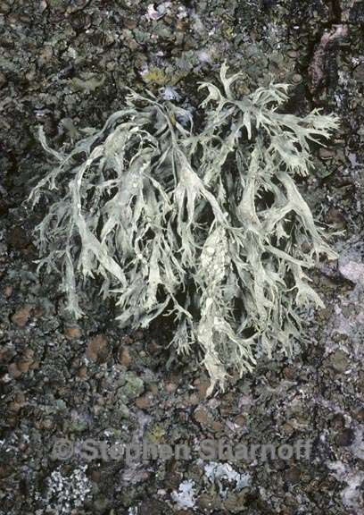 ramalina farinacea 6 graphic