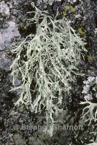 ramalina farinacea 7 graphic