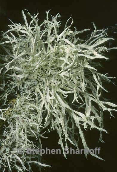 ramalina farinacea 8 graphic